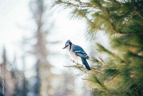 Stampa su tela Cute little blue jay bird perched on a pine tree branch