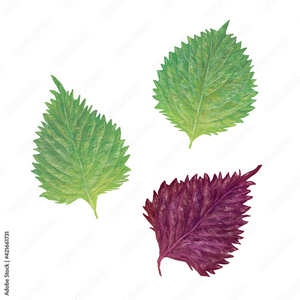シソ 紫蘇 大葉 Shiso 手描きイラスト Stock Illustration Adobe Stock