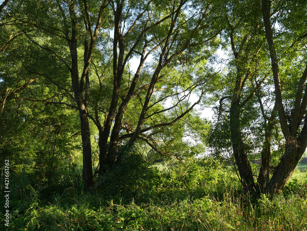 Summer landscape with green grass and blue sky. Country road and trees. Clear day