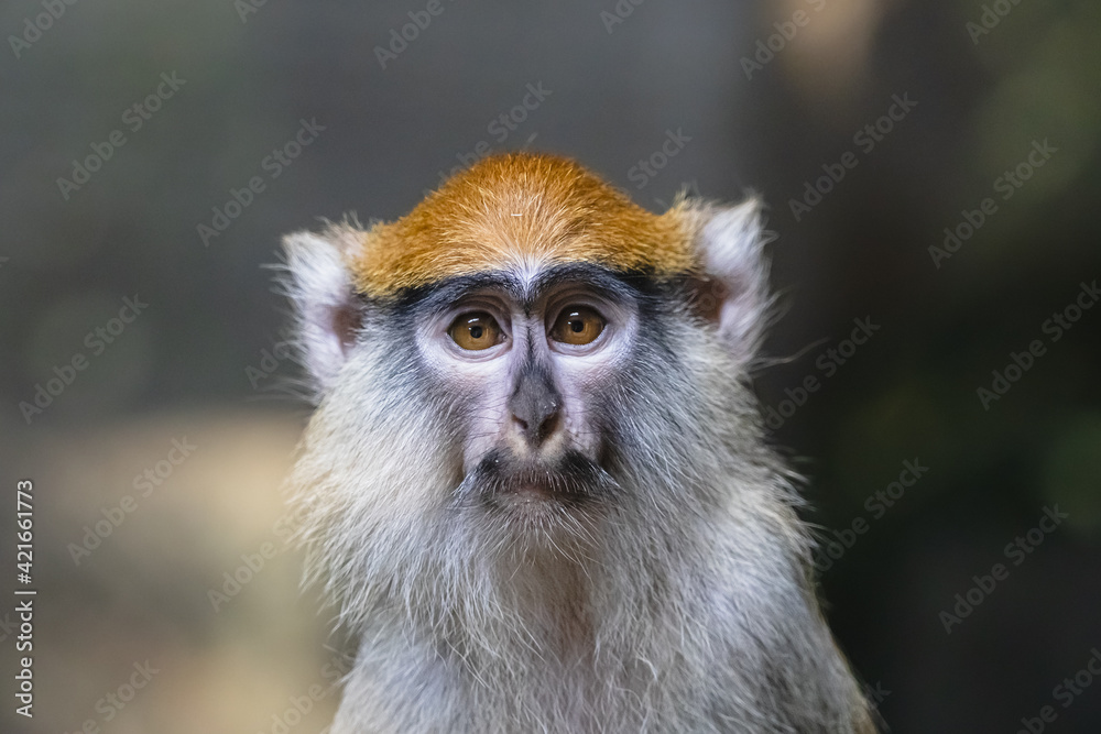 Sad patas monkey close up portrait. Frightened hussar monkey