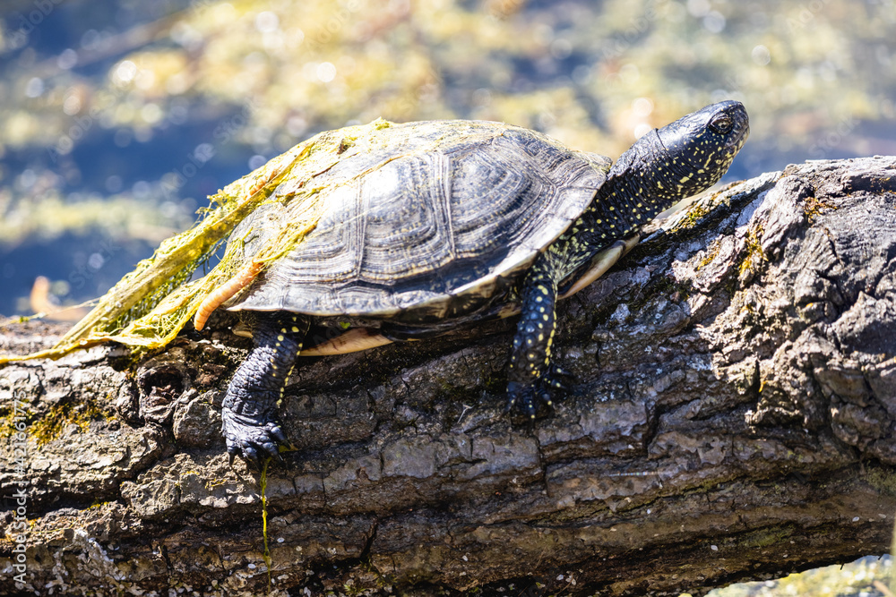 European pond turtle sunbathing on the mossy log. European pond terrapin or tortoise with yellow spots on skin and with dry sludge and larva on the carapace. European pond turtle sunbathing on the mossy log. European pond terrapin or tortoise with yellow spots on skin and with dry sludge and larva on the carapace.