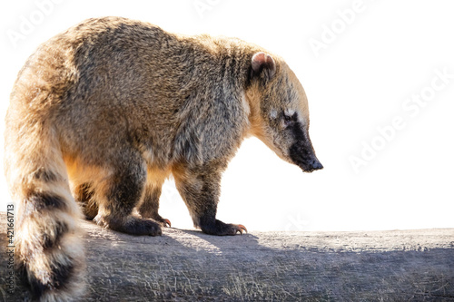 South American coati isolated on white. Ring-tailed coati (Nasua nasua) with long snout and fluffy tail on the dry log with white background. photo