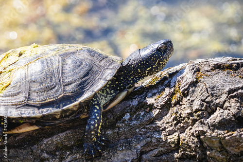 European pond turtle sunbathing on the mossy log. European pond terrapin or tortoise with yellow spots on skin and with dry sludge on the carapace.