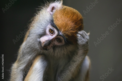 Pensive patas monkey close up portrait. Sad hussar or wadi monkey (Erythrocebus patas) scratching his head wearing melancholic expression.