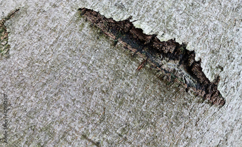 Canvas Print Closeup shot of a scar on the surface of tree bark