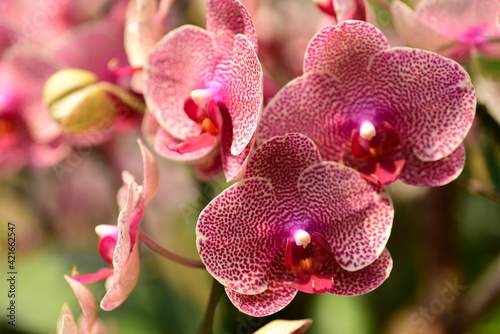 Beautiful pink Phalaenopsis orchids flower blossom in a garden, Spring season