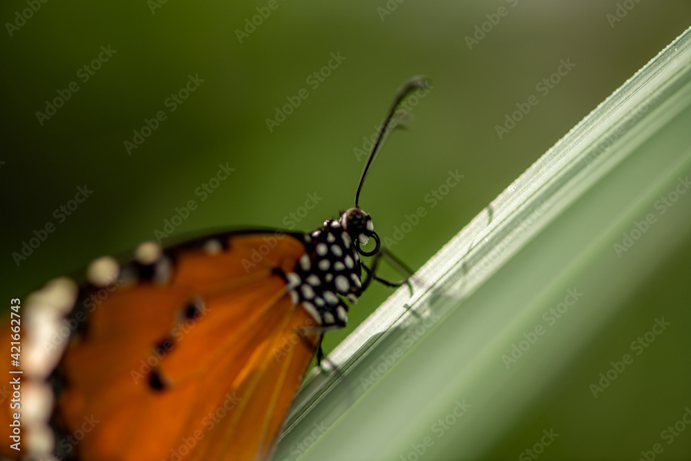Obraz premium beautiful butterfly on a large green leaf