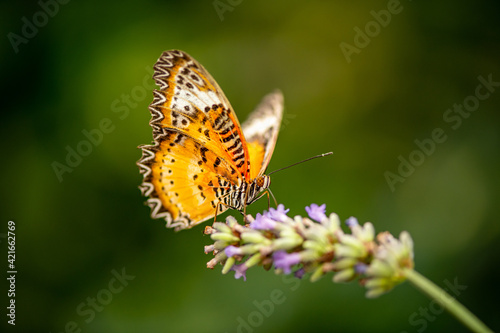 beautiful butterfly on a flower close up