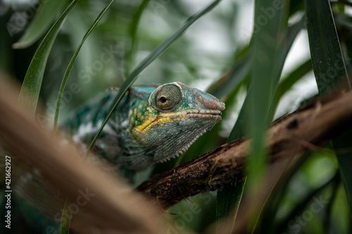 chameleon on a branch among palm leaves