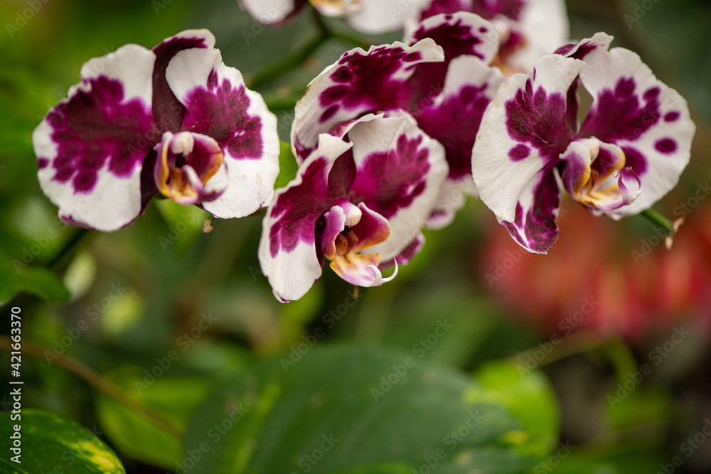 beautiful tropical plants in a botanical garden beautiful tropical plants in a botanical garden