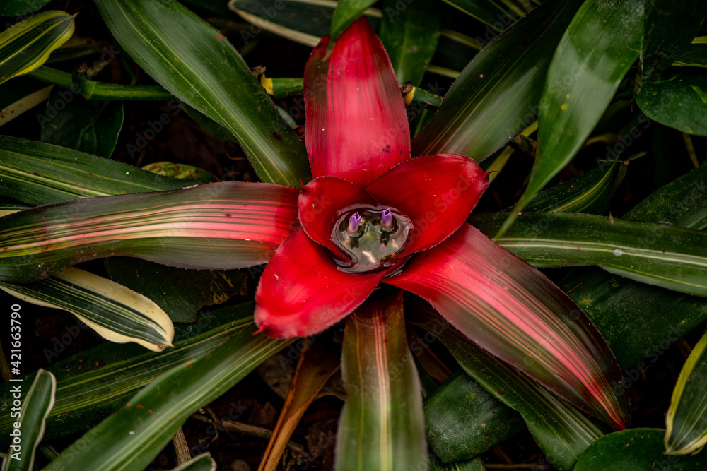 beautiful tropical plants in a botanical garden beautiful tropical plants in a botanical garden