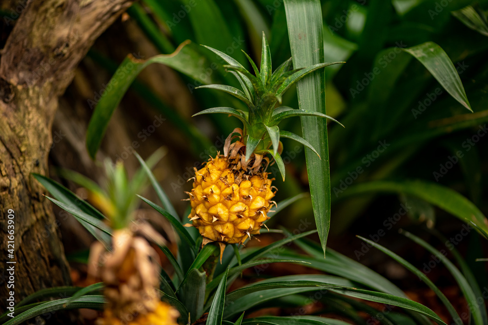 beautiful tropical plants in a botanical garden