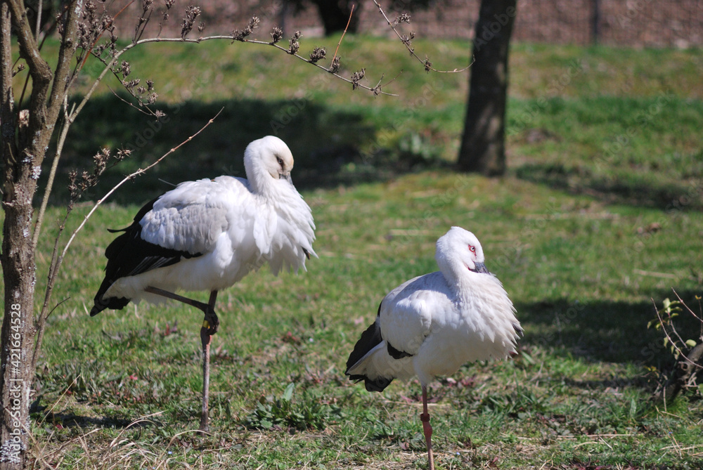Fototapeta premium 兵庫県立コウノトリの郷公園のコウノトリ