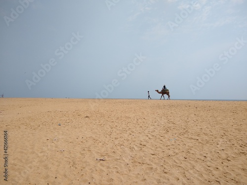 camel ride on the beach, golden sand beach, Poovar Thiruvananthapuram Kerala