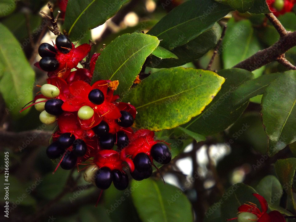 red berries on a tree red berries on a tree
