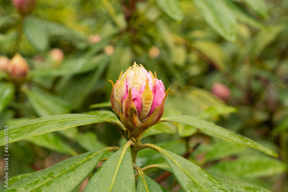 A pink rhododendron bud anticipates spring. A pink rhododendron bud anticipates spring.