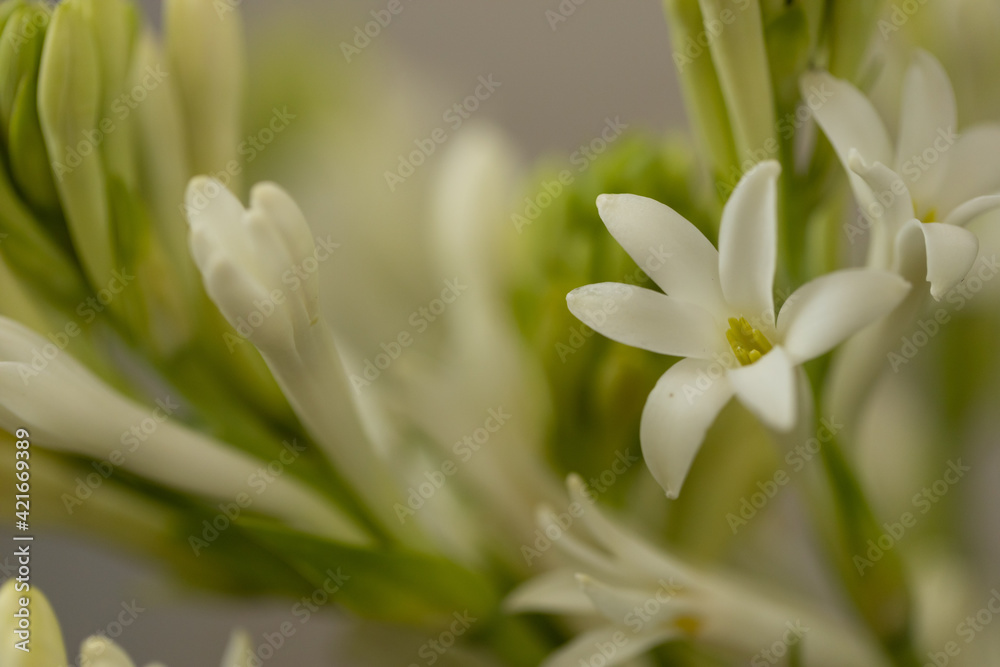 Fototapeta premium Selective focus Macro photography of a white flower with green buds 