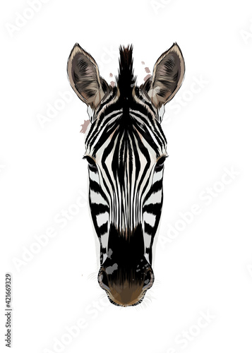 Zebra head portrait from a splash of watercolor, colored drawing, realistic. Vector illustration of paints