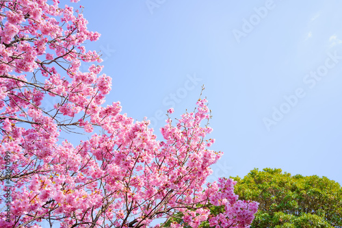 陽光桜 青空背景