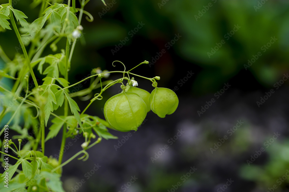 Fototapeta premium Still unripe (green) fruits of the balloon plant or love in a puff - Cardiospermum halicacabum – in early summer, Bavaria, Germany, Europa