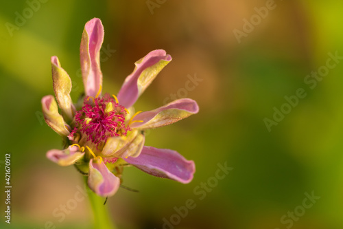 Selective focus Macro image of a zinnia flower with vibrant and bright colors blooming in spring season with its petals opening