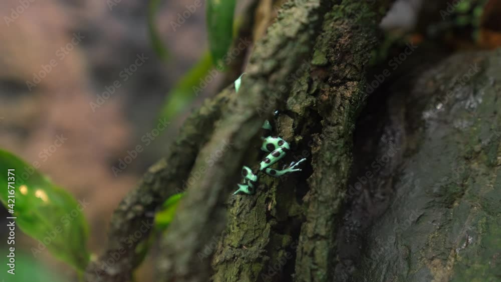 This video features a Dendrobates auratus (green and black poison frog) climbing up a tropical tree. This video features a Dendrobates auratus (green and black poison frog) climbing up a tropical tree.