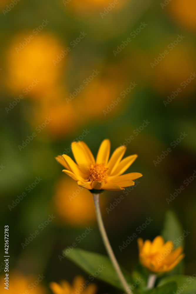 Selective focus and shallow depth of field image of isolated yellow flower blooming on arrival of spring season
