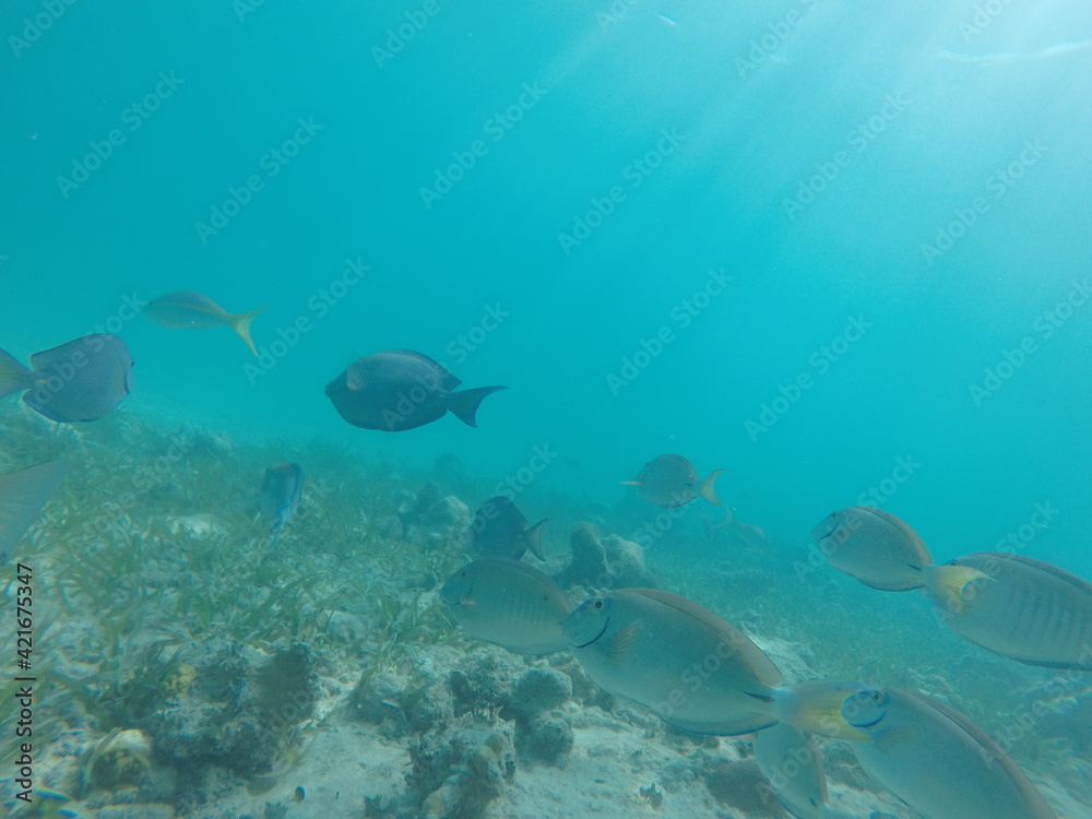 Fototapeta premium poisson