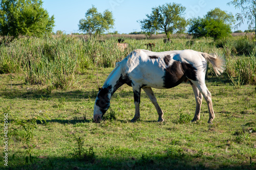 beautiful white horse with brown spots eating grass