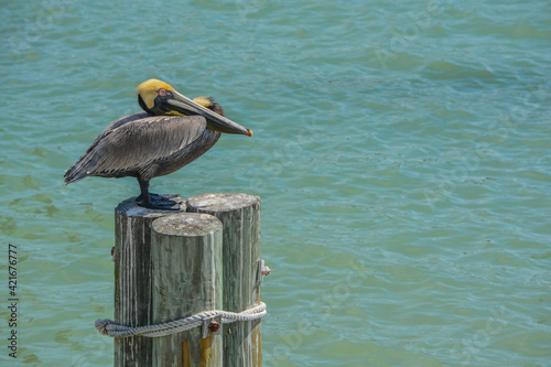 A Pelican relaxing on poles over the beautiful waters of Johns Pass on the Gulf of Mexico, Florida