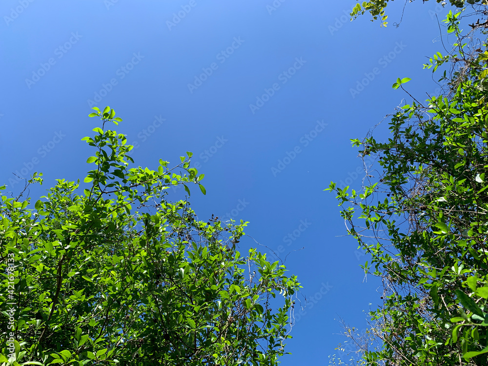 blue sky and mangrove trees blue sky and mangrove trees