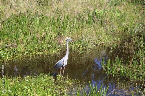 Great blue heron in the swamp.