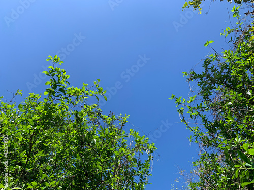 blue sky and mangrove trees