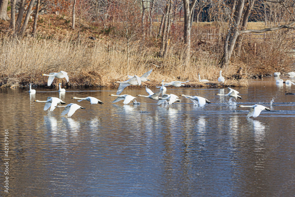 A flock of swans returning from Japan to the northern country A flock of swans returning from Japan to the northern country