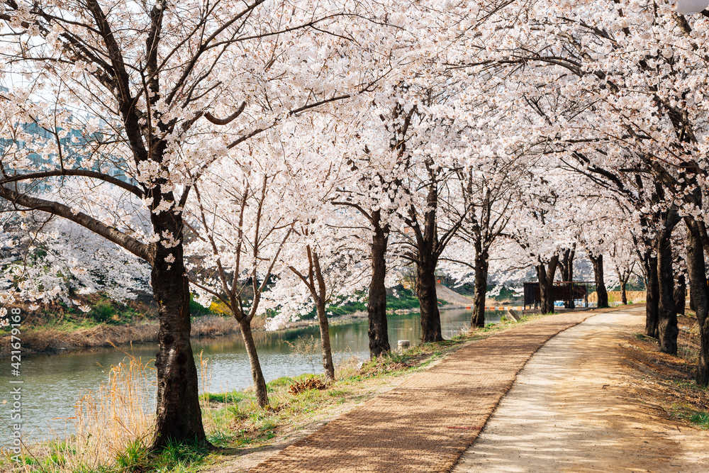 Hwanggujicheon riverside park cherry blossoms festival in Suwon, Korea