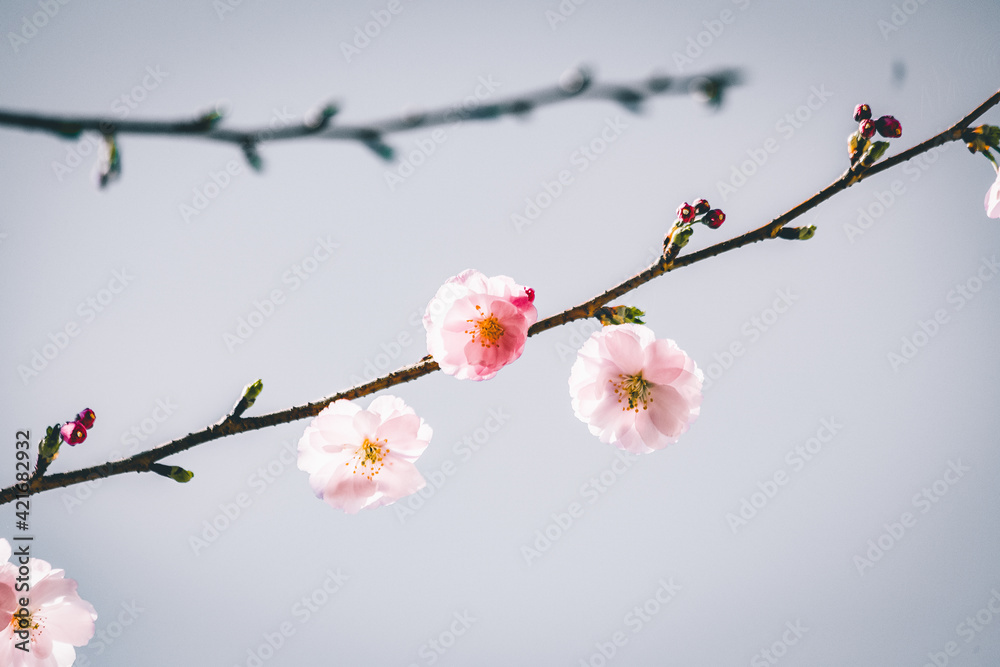 Close-up Of Cherry Blossoms In Spring Stock Photo | Adobe Stock