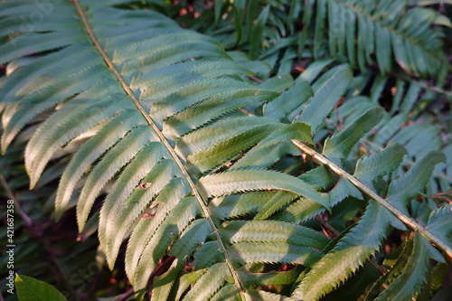 Polystichum munitum, the western swordfern, is an evergreen fern native to western North America, where it is one of the most abundant ferns. photo