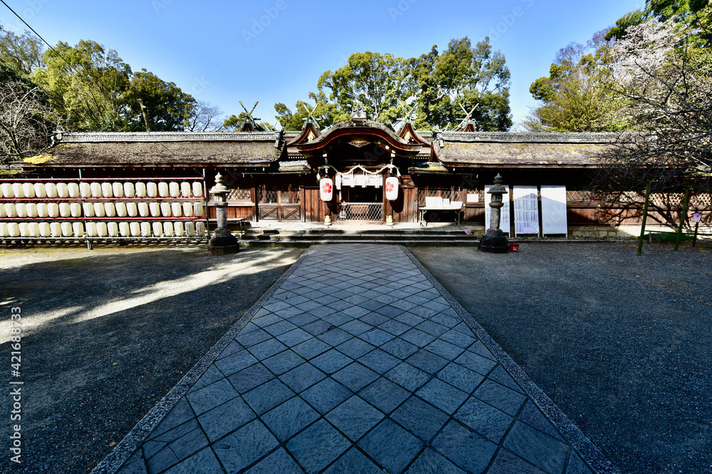 桜と仁和寺の金堂，本堂