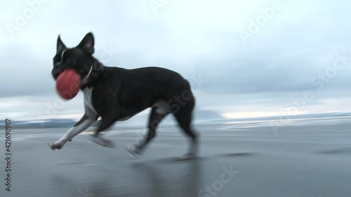 Little Dog Wants To Play At The Beach