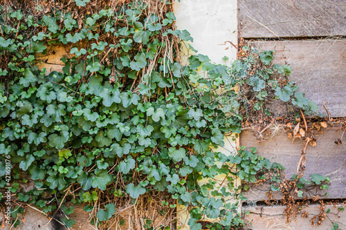 ivy on wall