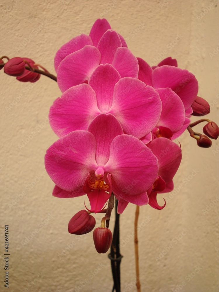 Orquídeas naturales en fondo claro 4 Stock Photo