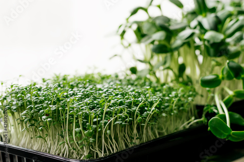 Watercress salad and sunflower microgreens in a tray on the windowsill.The concept of healthy eating,vegan concept.Home gardening.Selective focus with shallow depth of field,copy space.