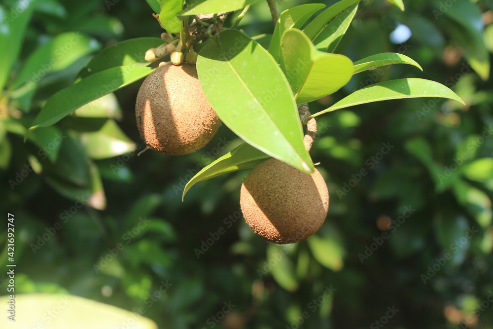 Obraz premium acorn on tree chiku