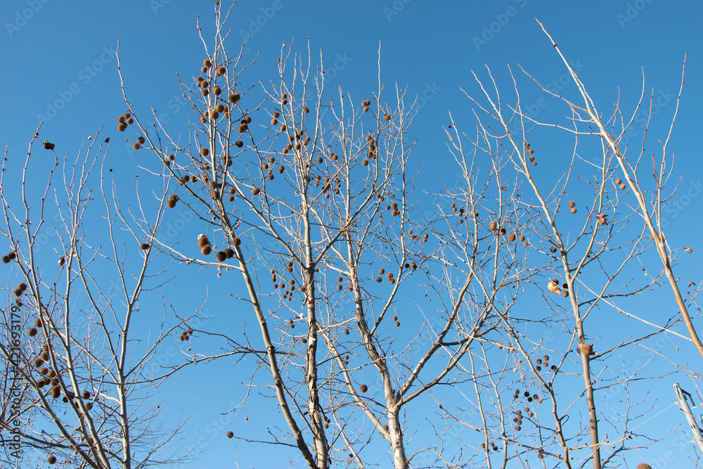 Tree Branches Tree Branches