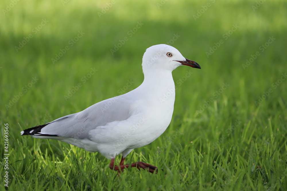 Seagull Standing on Grass Seagull Standing on Grass