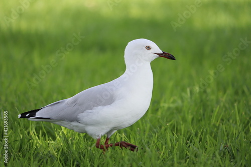 Seagull Standing on Grass © Brooke