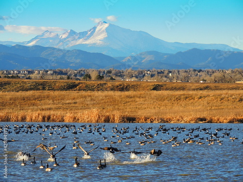 canada geese  landing and in the water at stearns lake in winter with a long's peak back drop in boulder county,  near broomfield, colorado photo