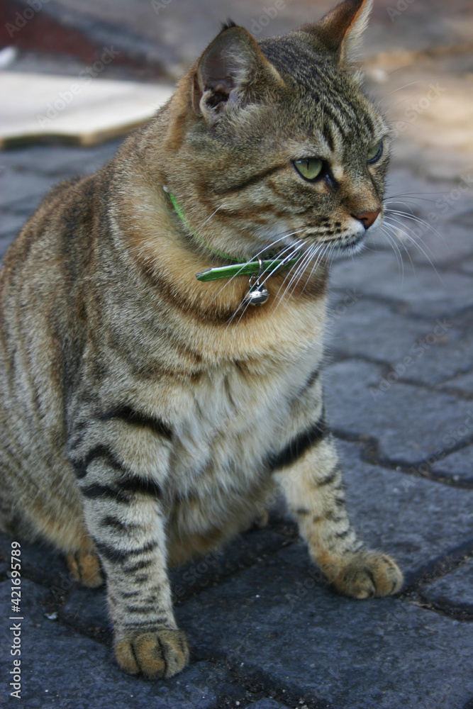 A cat with a bell around his neck, in the Turkish market. Turkey Kemer.