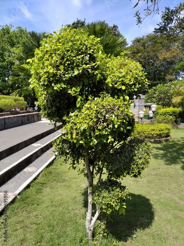bonsai plants that thrive in garden sangkareang