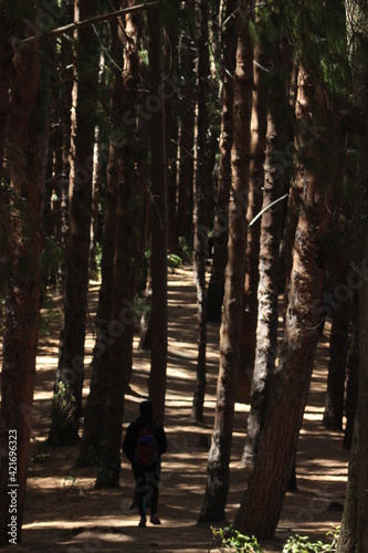 silhouette of a person walking down trail in red forest 